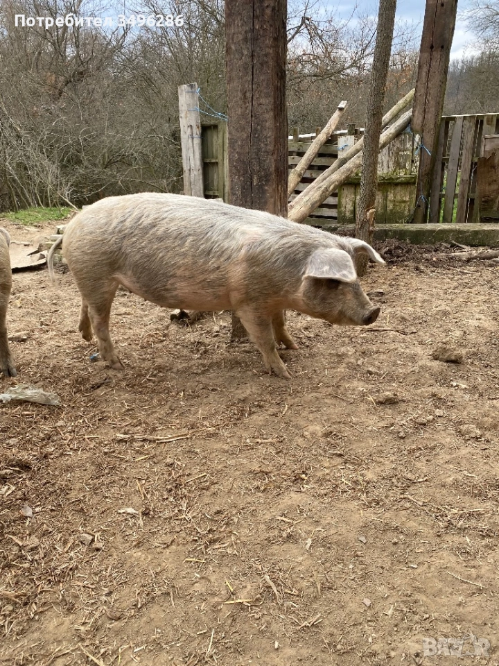 Бременни прасета, снимка 1