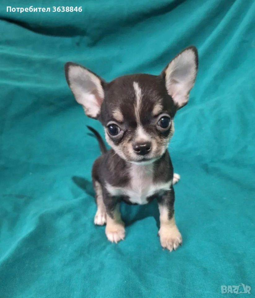 Чихуахуа, снимка 1