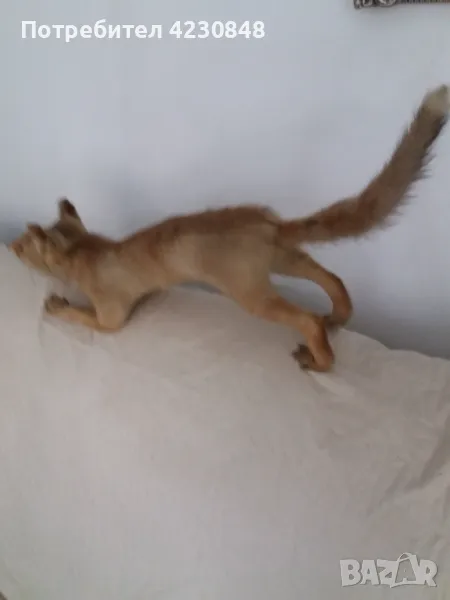 Животни, снимка 1