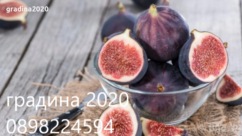 Смокиня Мичуринска-10, снимка 1