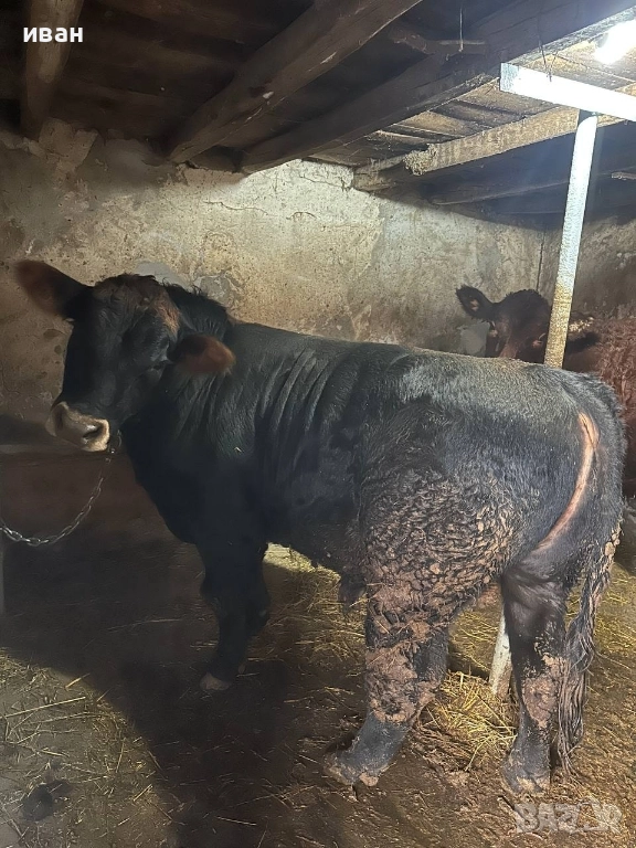 продавам мъжко и женско теле за клане, снимка 1