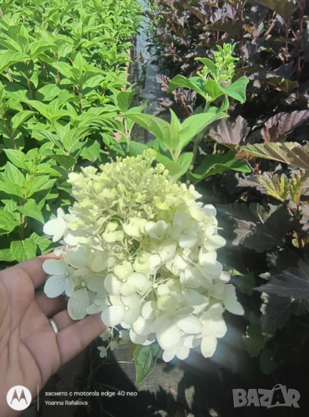 Хортензии за слънце, снимка 1