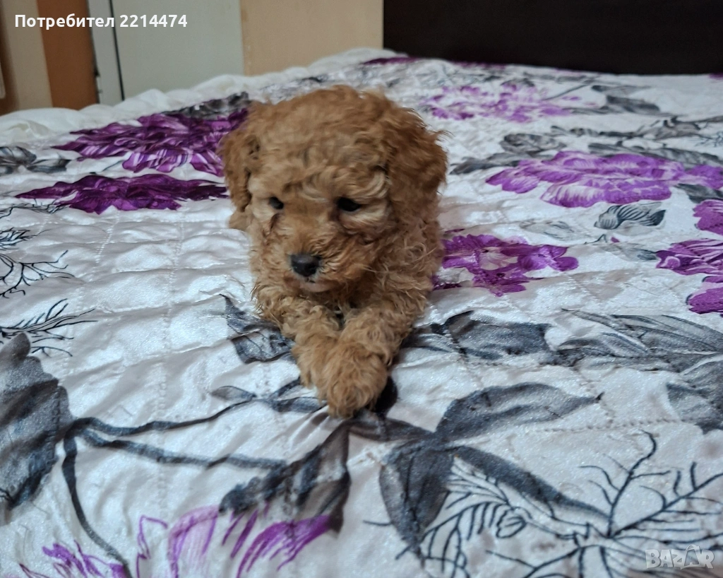 МИНИ ПУДЕЛЧЕ, снимка 1