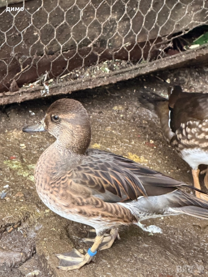 Байкалско бърне, снимка 1