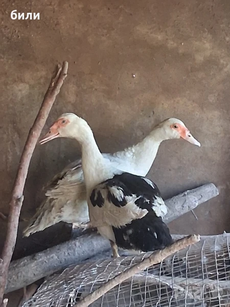 продавам неми патици и кокошки,петли и пилета джинки, снимка 1