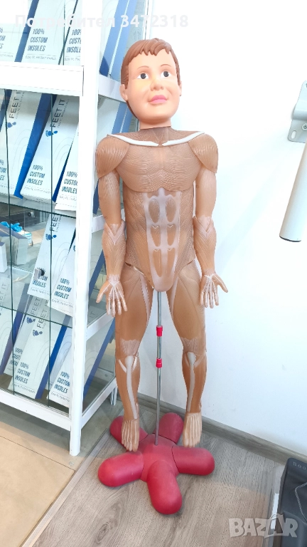 Модел на човешкото тяло, снимка 1