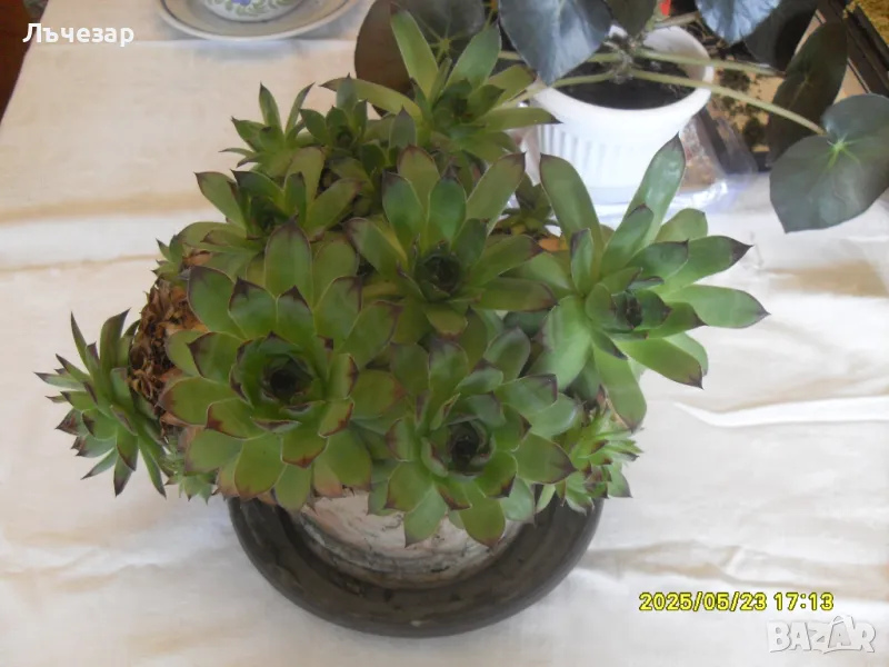 Продавам цвете "АЛПИЙСКА РОЗА", снимка 1