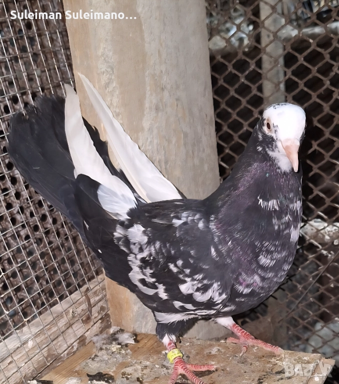 Млади неврени на глас 2025 не съборени , снимка 1