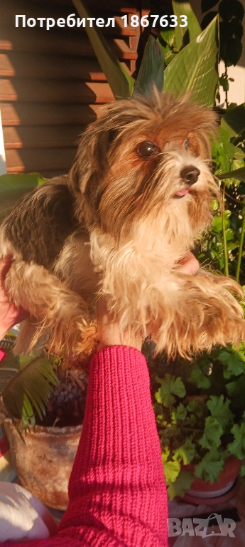 Йоркширски териер, снимка 1