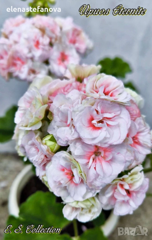 Сортови мушката, снимка 1