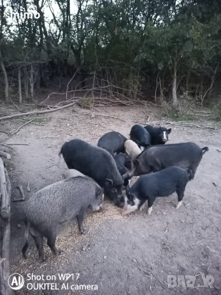 Продавам прасета , снимка 1