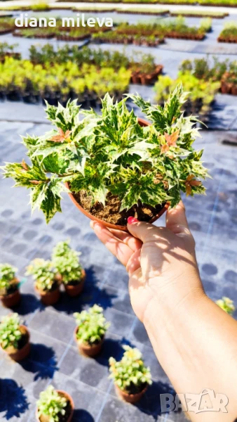 Османтус, студоустойчив, снимка 1