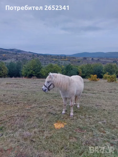 Продавам кон Готланд , снимка 1