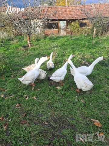 оплодени яйца от гъски Линда 