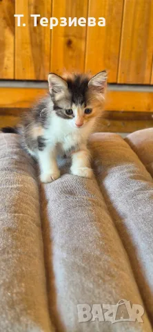 Продавам сибирски котенца , снимка 7 - Сибирски - 55796472