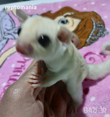 захарна,летяща,торбеста катерица, снимка 2 - Други животни - 52875905