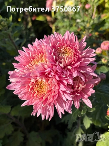 💞😍♥️ Уникални български хризантеми – селекция, създадена с грижа! 💞♥️💞, снимка 10 - Градински цветя и растения - 50782033
