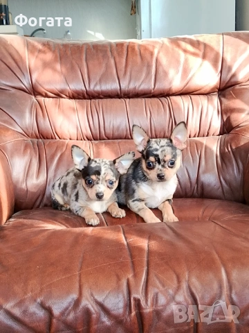 Продават се, снимка 3 - Пинчер - 53141756