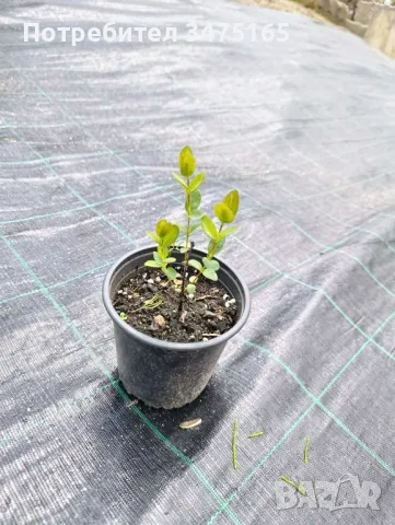 Висока американска боровинка  ,Лоницера  Duet , снимка 6 - Градински цветя и растения - 41164874