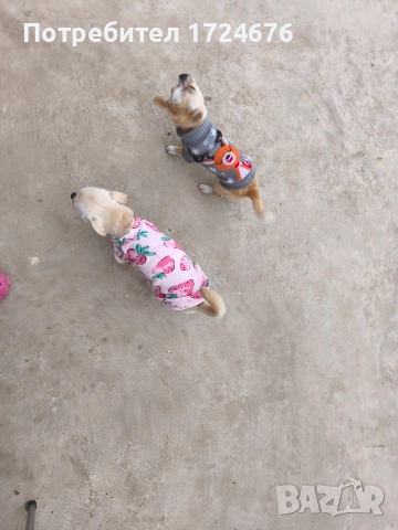 мини чихуахуа, снимка 10 - Чихуахуа - 52731439