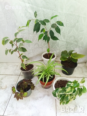 комплект цветя с подарък, Женшен, китайски рози, Сциндапсус 