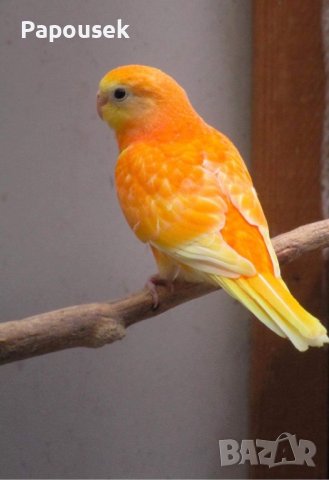 Пойни Папагали, снимка 11 - Папагали - 42485467