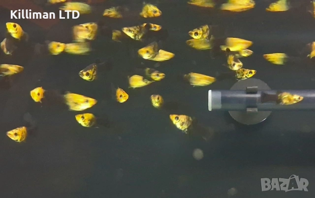 Жълточерна молинезия