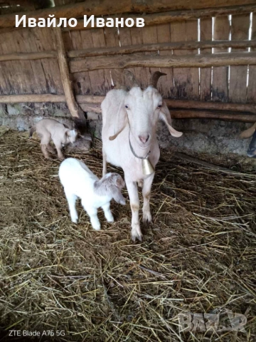 Продавам кози с ярета, снимка 8 - Кози - 53247338
