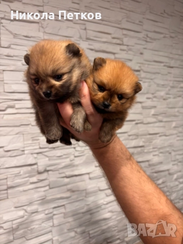 Померан мини, снимка 3 - Померан - 52910461