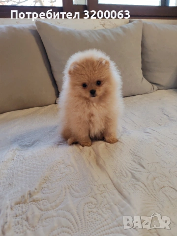 Померан женско мини размер , снимка 10 - Померан - 54113214
