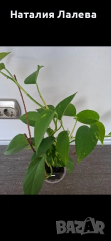 Епипремнум, epipremnum golden