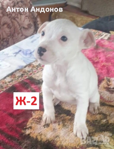 Джак Ръсел Териер, снимка 8 - Джак ръсел териер - 53382159