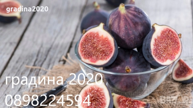 Смокиня Мичуринска-10