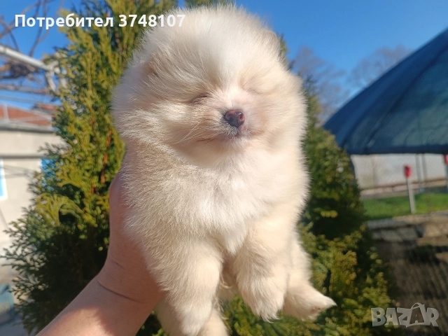 Померан/Померани, снимка 13 - Померан - 52920016