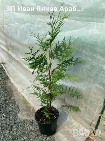 Туя Брабант, снимка 3 - Градински цветя и растения - 34085886
