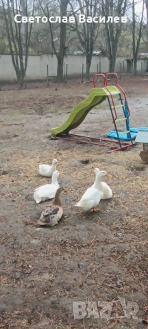 Продавам зайци, петли и патици за консумация + декоративно козле, снимка 6 - Други - 53028884