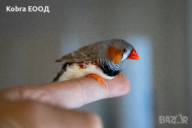 амадини финки зеброви амадини, снимка 2 - Амадини - 55748359