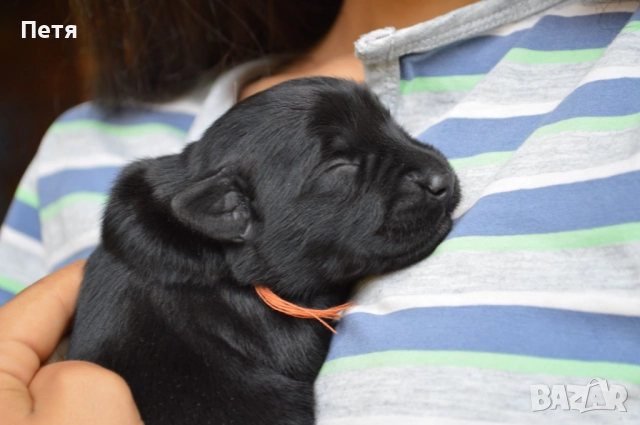 Черен шнауцер от клубен развъдник "Родопа планина", снимка 8 - Други - 45620386