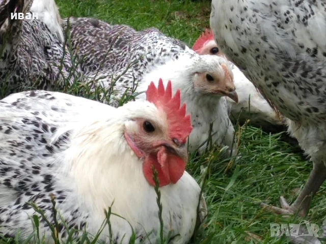 Свободни петли Синьо Брезе ,Сребърно брезе и Фризийска кокошка, снимка 3 - други­ - 54011694