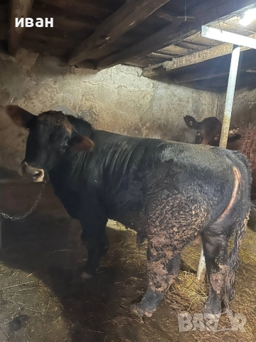 продавам мъжко и женско теле за клане