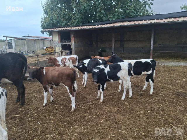 Продавам отбити телета