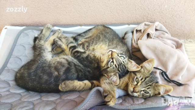 Подарявам коте / котета, снимка 1