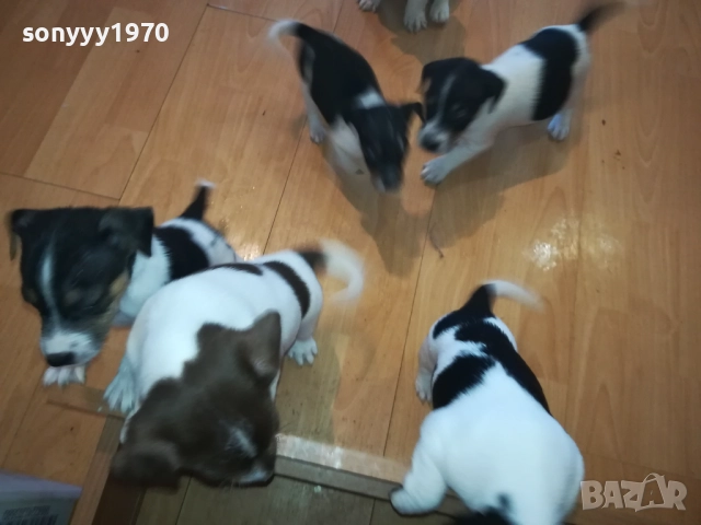 бебета-ДЖАК РЪСЕЛ 40 ДЕНА 3009252022, снимка 12 - Джак ръсел териер - 51895952