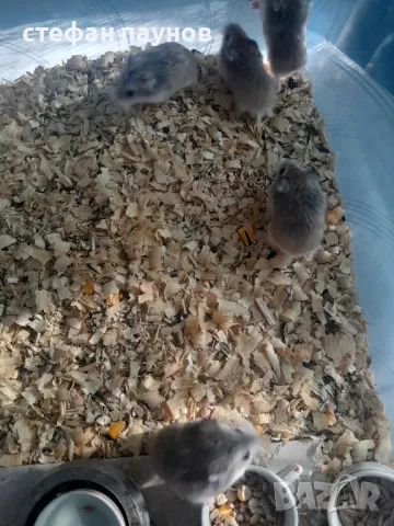 Мини Хамстери, снимка 3 - Хамстери - 49984624