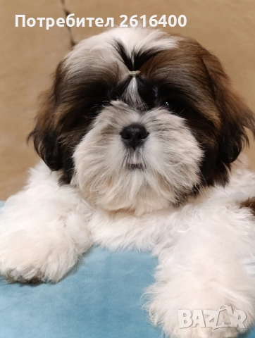 момче и момиче Ши Тцу