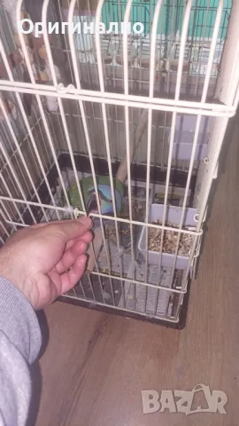 Китайски александър, Голям александър, Розовогърдести Александри , снимка 5 - Папагали - 50076873