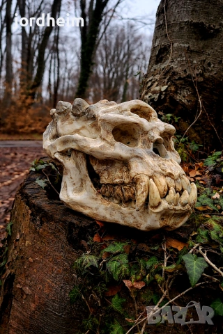 3D фентъзи черепи. 3D Fantasy realistic skulls dark fantasy, снимка 3 - Декорация за дома - 53940500