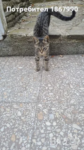 тигрово коте, женско, търси дом