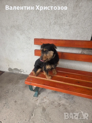 ягдтериер яктериер обучени на подземен лов и гонки, снимка 3 - Ягдтериер - 54034021