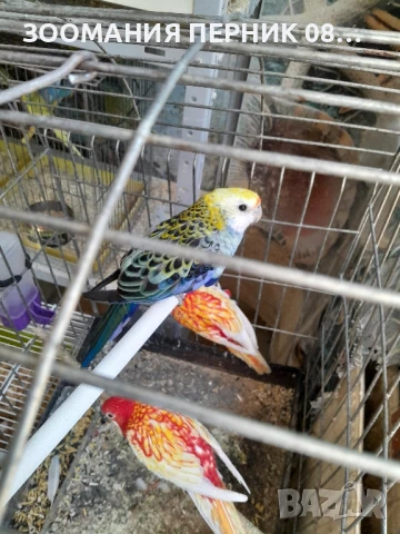 розела жълтоглава , снимка 4 - Папагали - 51330051
